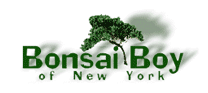 Bonsai